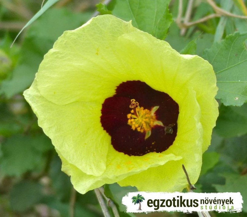 Aranysárga rostmályva , Kenaf, Hibiscus cannabinus, ehető virág